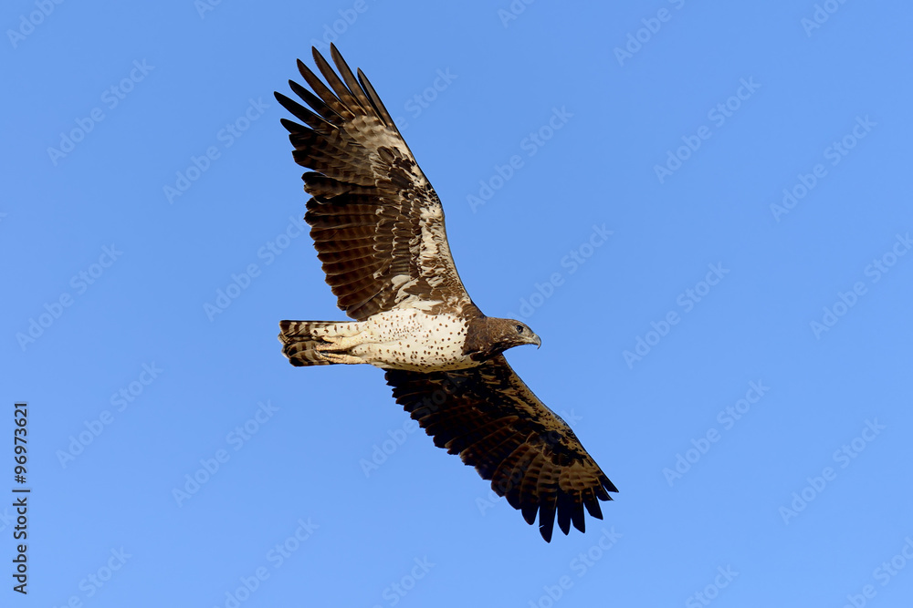 Obraz premium Tawny eagle