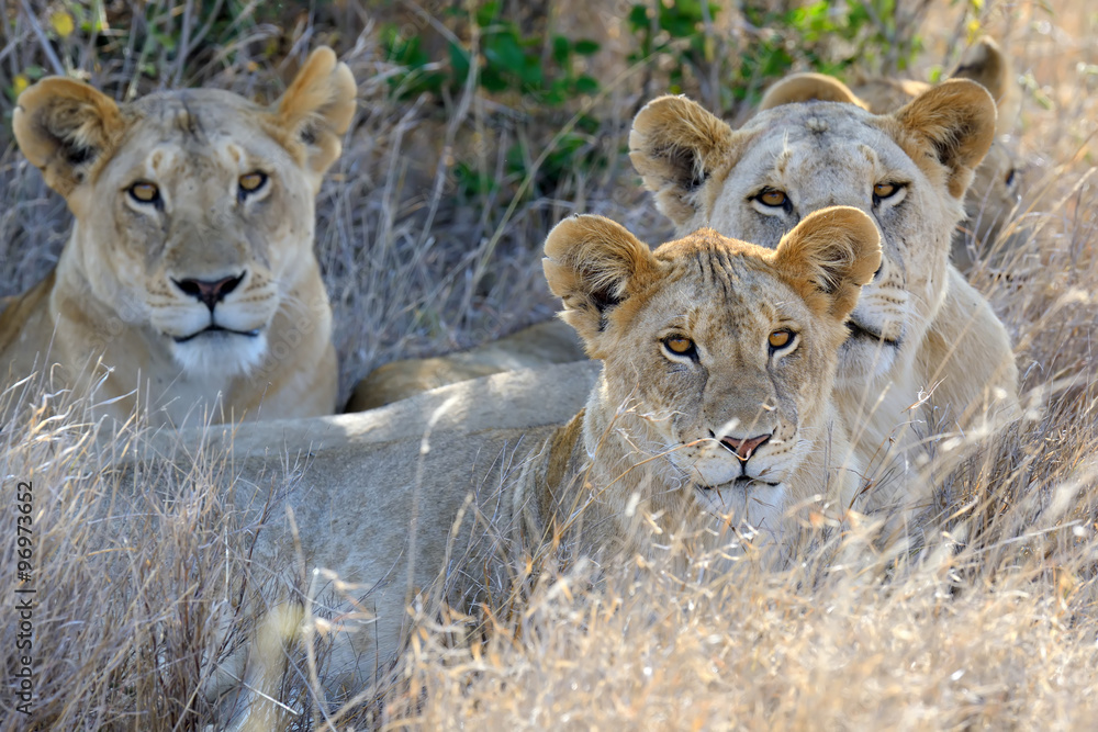 Lion in National park of Kenya, Africa Lion in National park of Kenya, Africa