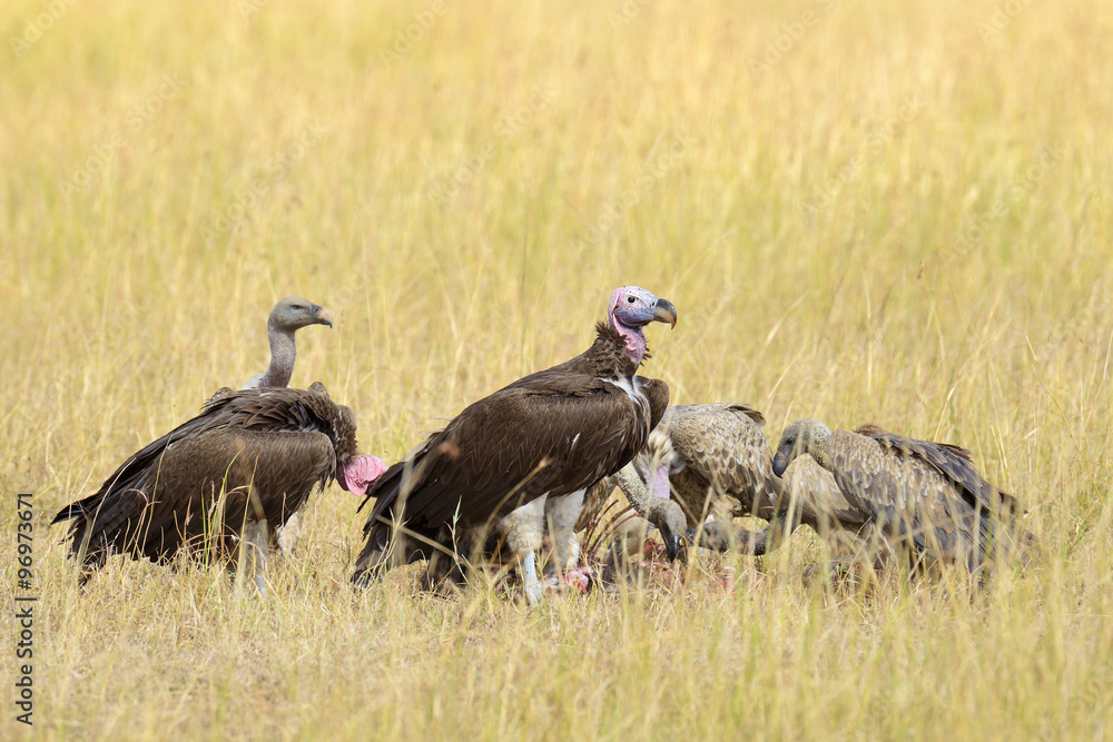 Fototapeta premium Vulture feeding on a kill