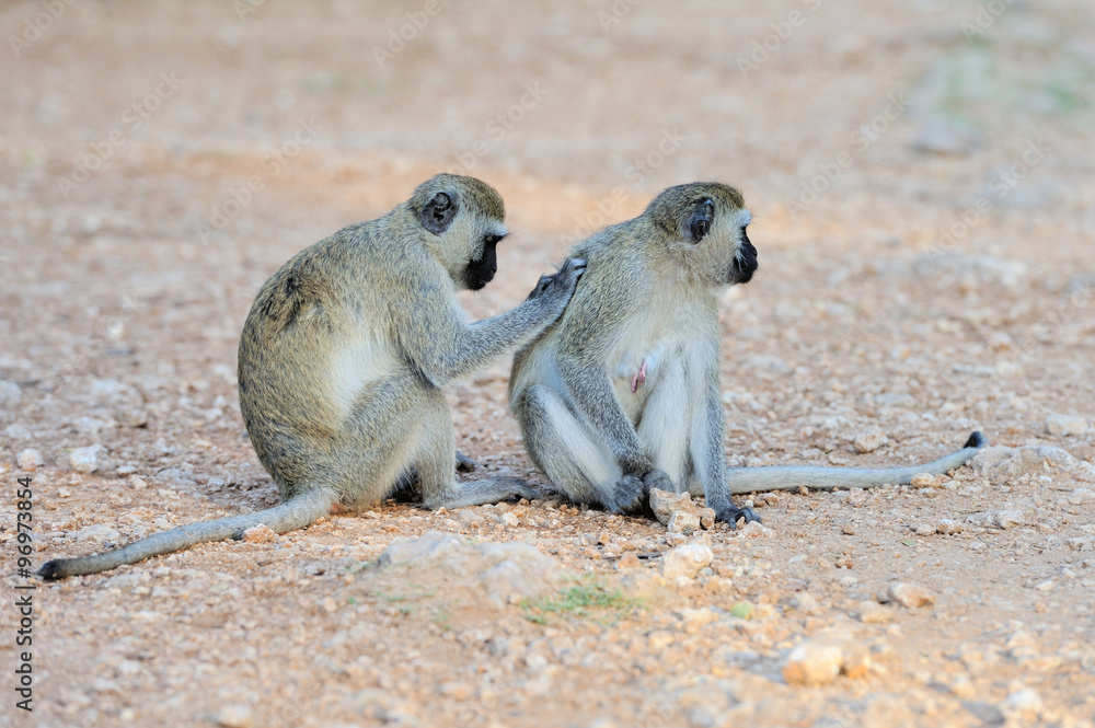 Obraz premium Two Vervet Monkey