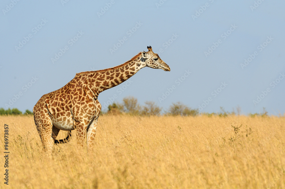 Obraz premium Giraffe in National park of Kenya