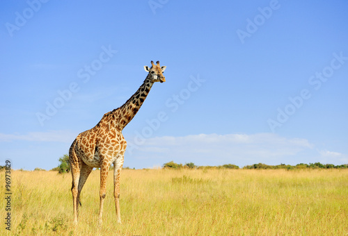 Giraffe in National park of Kenya