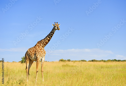 Giraffe in National park of Kenya © byrdyak