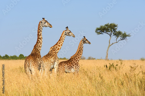 Giraffe in National park of Kenya #96973860
