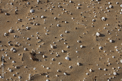 Gusci di lumache nella sabbia, dune di sabbia.