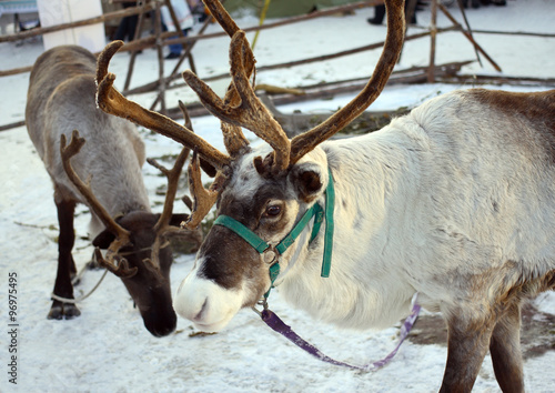 reindeer in Siberia in winter