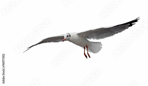 flying seagull bird isolated on white