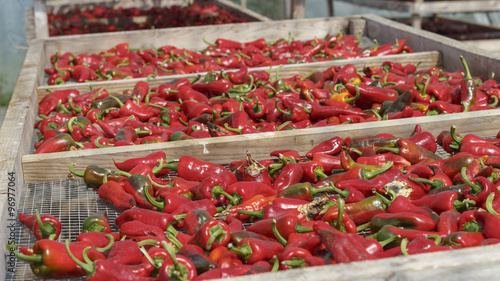 Piment Espelette Pays Basque