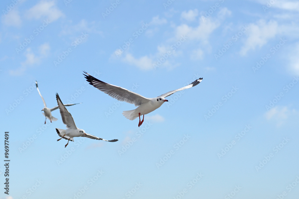 group of flying seagull bird group of flying seagull bird