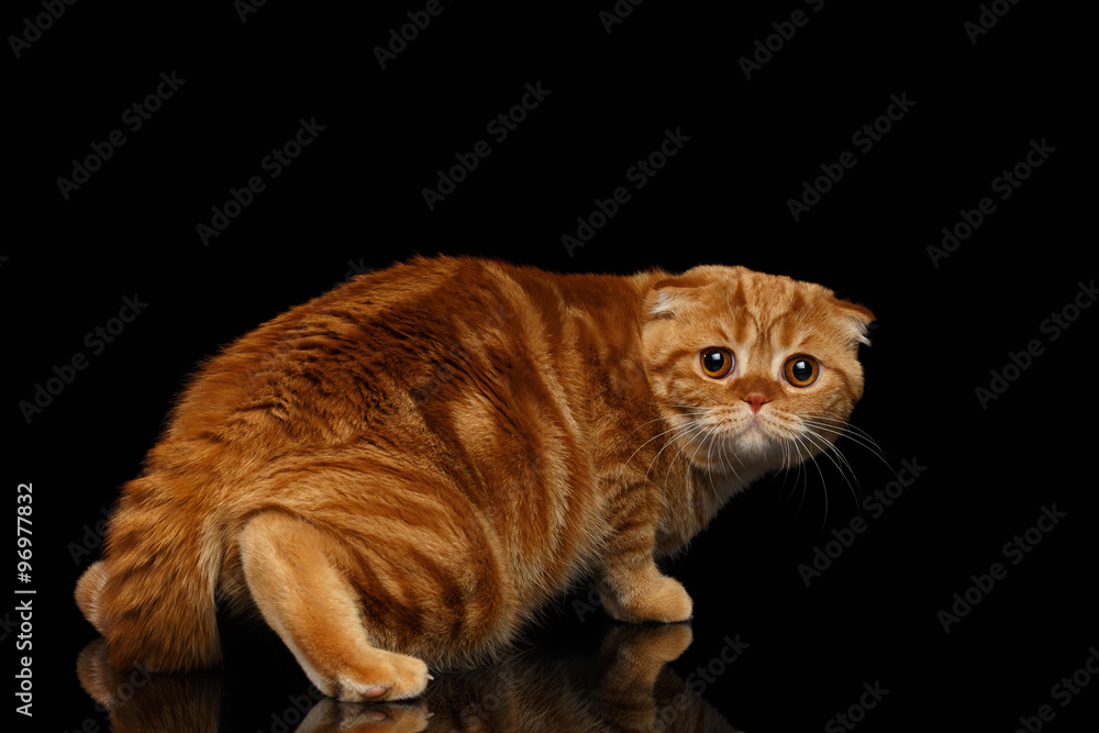 Obraz premium Frightened Ginger Scottish Fold Cat Looking back isolated on Black