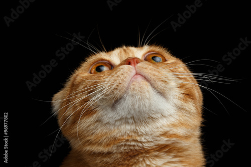 фотографія Closeup Ginger Scottish Fold Cat Looking up isolated on Black