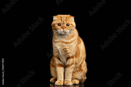 Ginger Scottish Fold Cat Sits and Looking in camera isolated on Black
