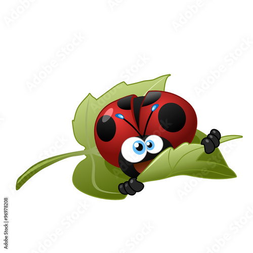 coccinella foglia