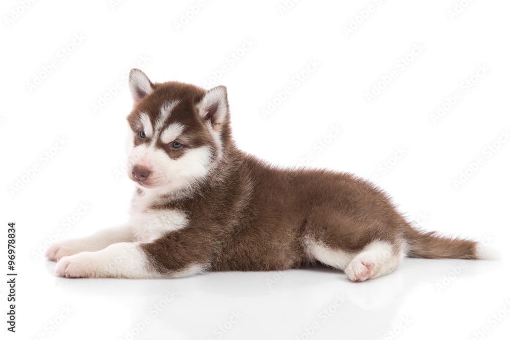 Cute siberian husky puppy lying