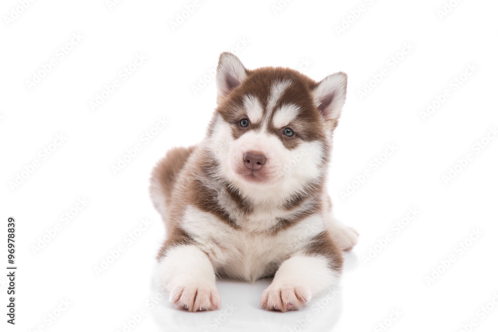 Cute siberian husky puppy lying Cute siberian husky puppy lying