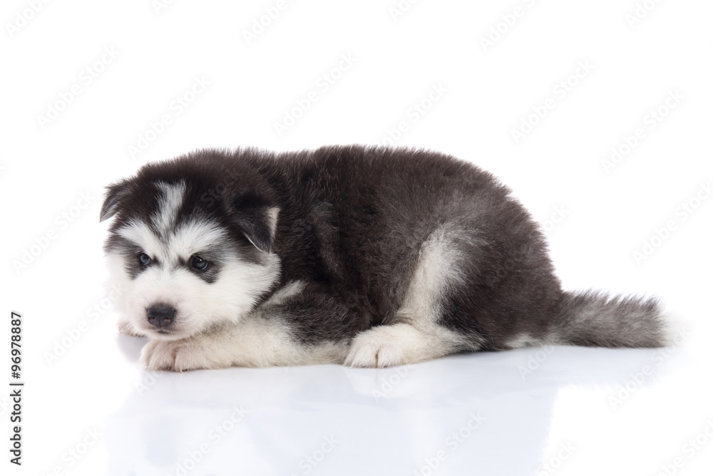 Cute siberian husky puppy lying Cute siberian husky puppy lying
