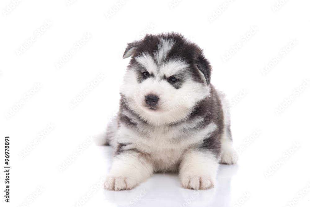 Cute siberian husky puppy lying Cute siberian husky puppy lying