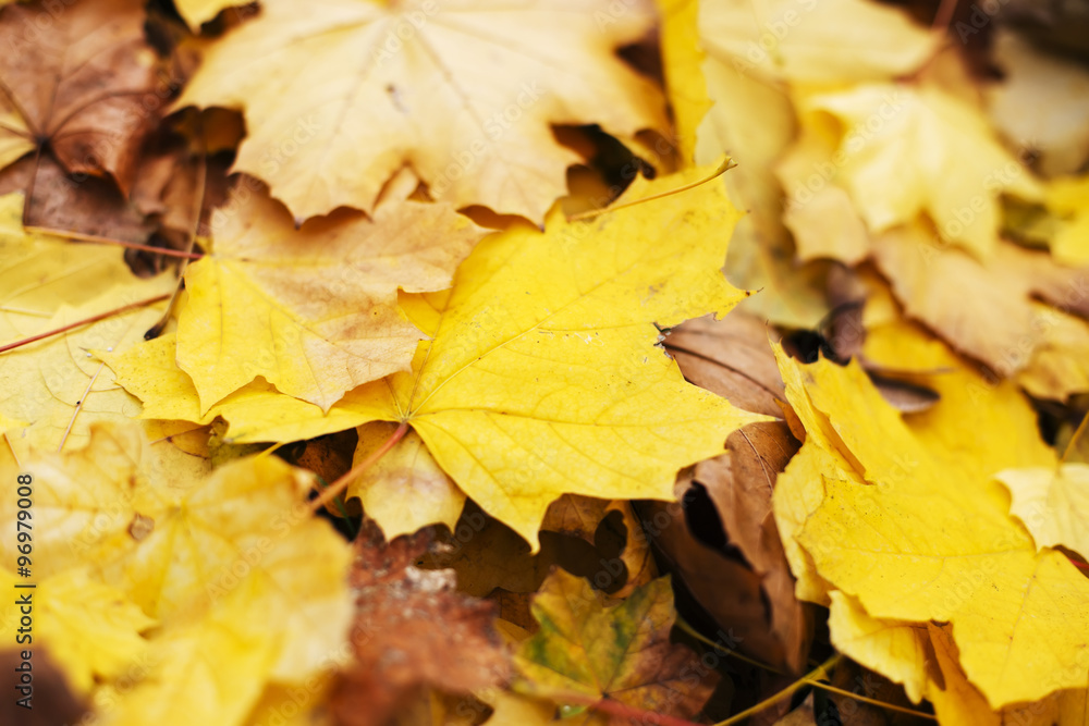 Autumn leaves Autumn leaves