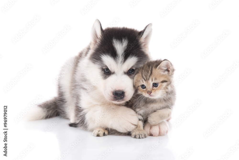 Cute siberian husky puppy  cuddling  cute kitten