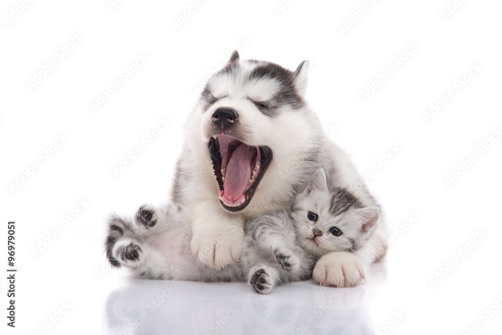 Cute siberian husky puppy  cuddling  cute kitten