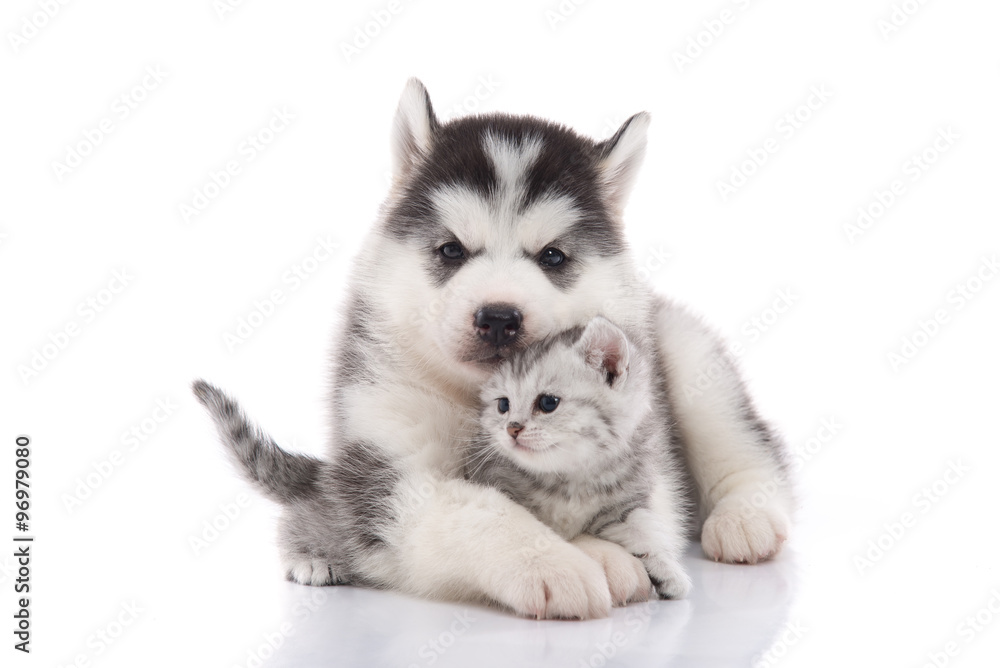 Cute siberian husky puppy cuddling cute kitten Cute siberian husky puppy cuddling cute kitten