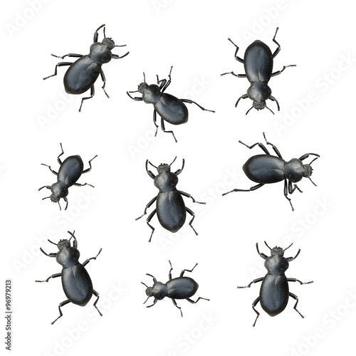 Black Beetles