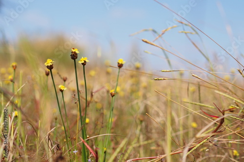 Fototapeta Naklejka Na Ścianę i Meble -  Yellow grass flowers grow in the field in countryside of Thailand 
