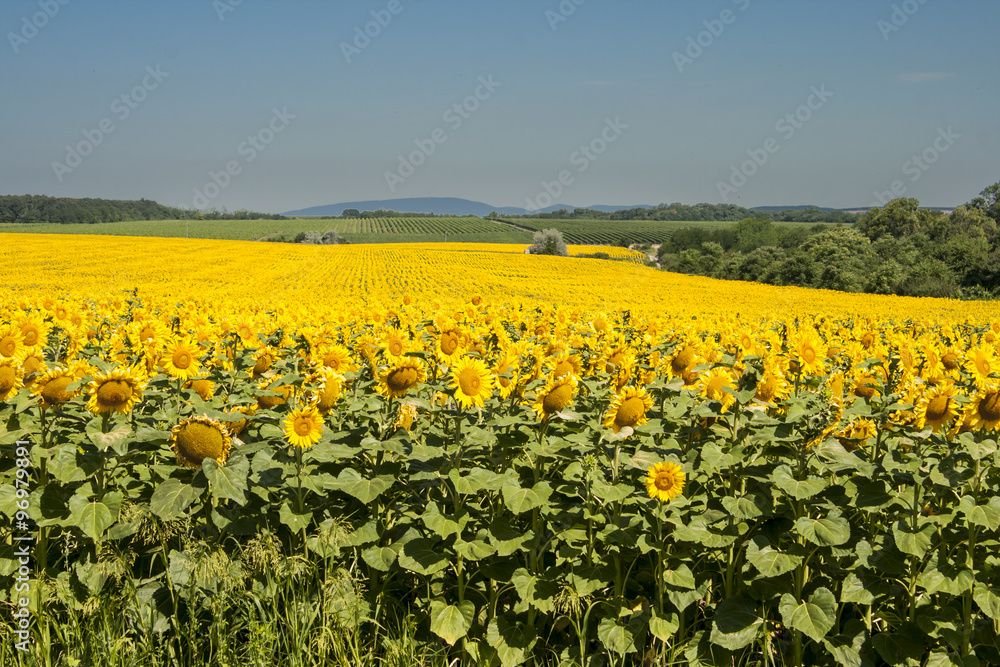 Sunflower crop field in Hungary Sunflower crop field in Hungary