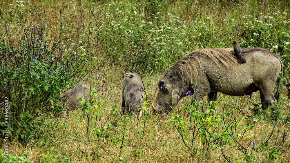 Fototapeta premium Family of warthogs and a small bird, Kenya