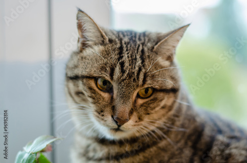 Black brown tabby cat potrait inside flat