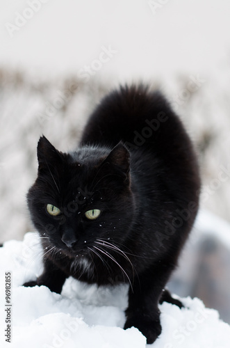 Black Cat eating snow in winter