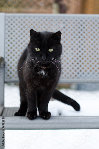Black cat portrait sitting on seat outsite in winter