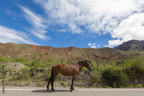 Chestnut horse standing on road 40 in Argentina