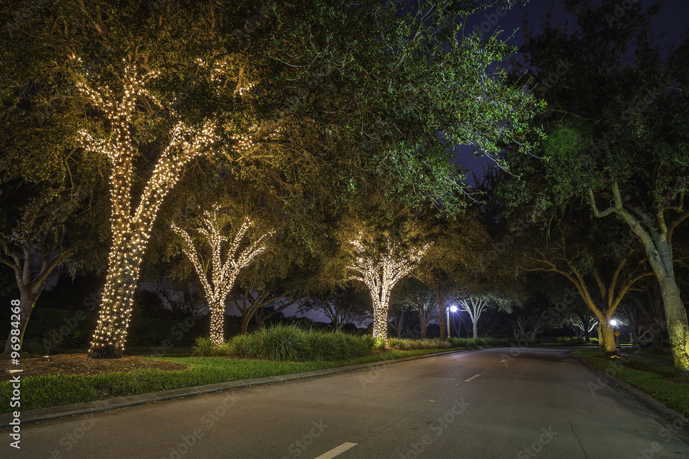 Trees wrapped in lights for the Christmas holidays Trees wrapped in lights for the Christmas holidays