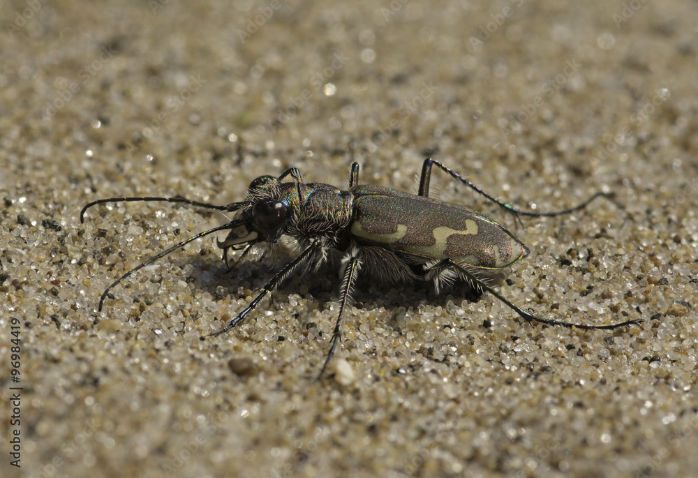 Bronzed Tiger Beetle
