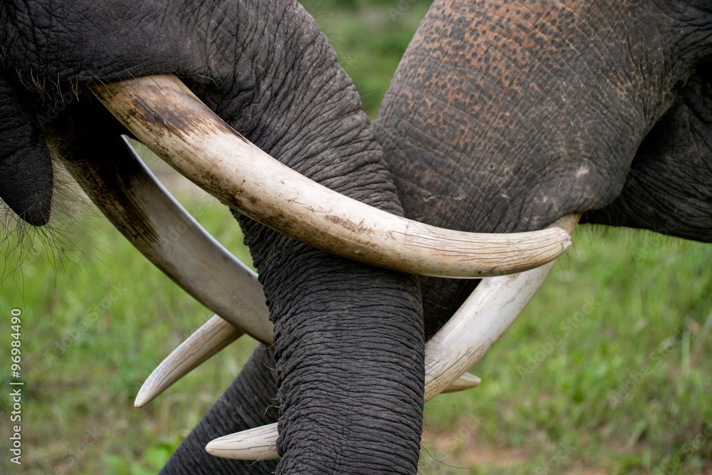 Naklejka premium The tusks and trunk of the Asian elephant. Very close. Indonesia. Sumatra. An excellent illustration.