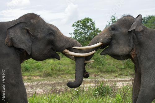 Two Asian elephants playing with each other. Indonesia. Sumatra. Way Kambas National Park.  An excellent illustration.