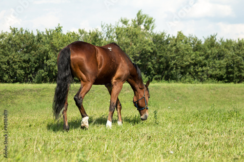 horse eats green grass meadow