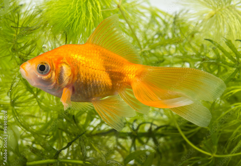 Carassius auratus auratus - gold fish - aquarium fish Carassius auratus auratus - gold fish - aquarium fish