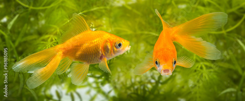 Carassius auratus auratus  - gold fish -  aquarium fish © Vera Kuttelvaserova
