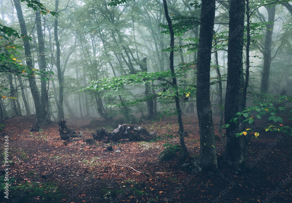 Fototapeta premium Autumn forest in fog. Beautiful natural landscape. Vintage style