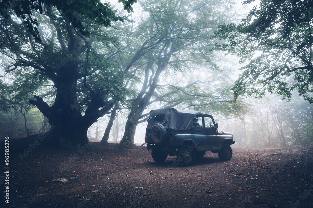 Fototapeta premium Autumn forest in fog. Beautiful natural landscape. Vintage style