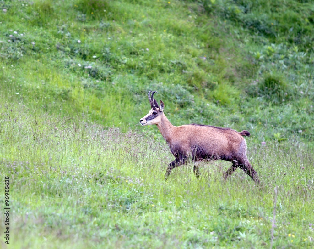 Fototapeta premium chamois jumps on the lawn of the mountain in summer