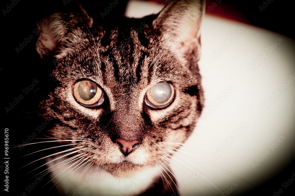 Cat Going Blind With Cataracts Stock Photo Adobe Stock