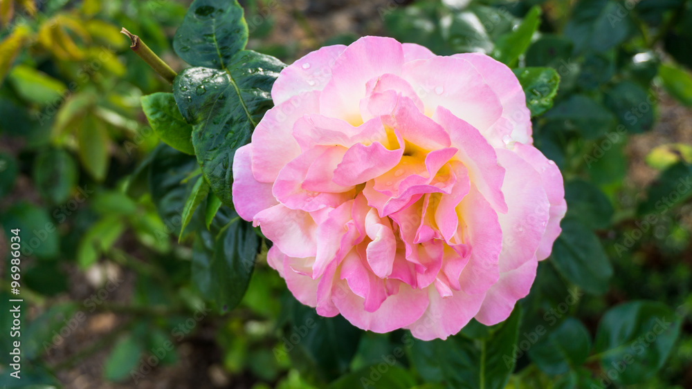 rose flowers nature rose flowers nature