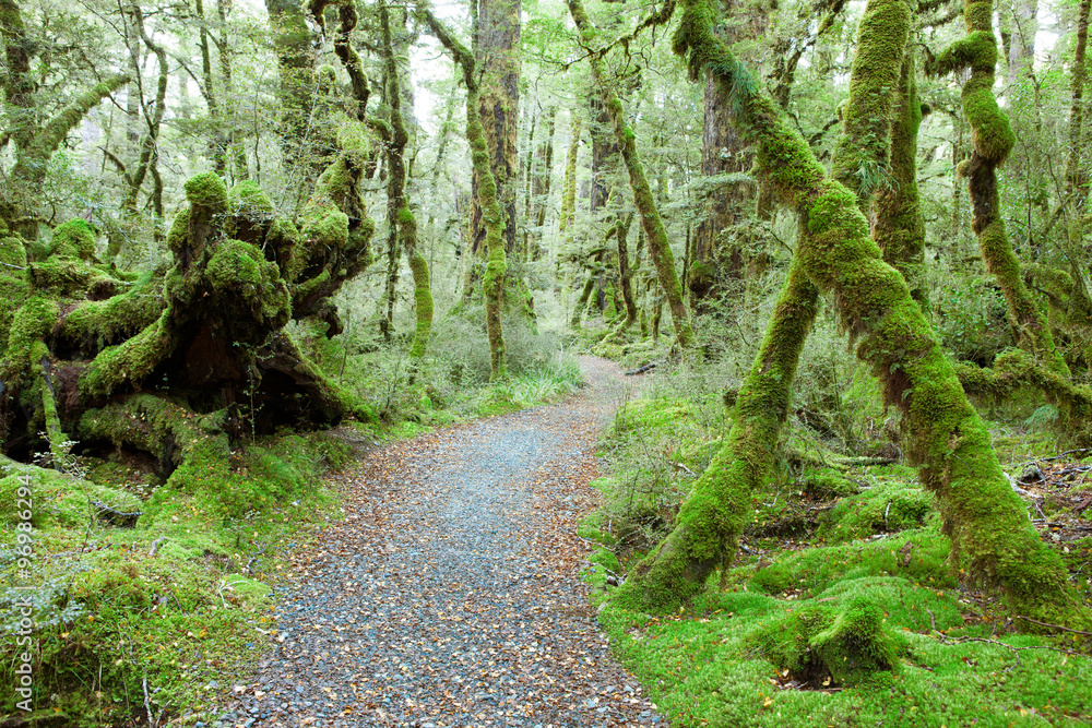 Fototapeta premium Temperate rain forest, Fiordland National Park, South Island, New Zealand.Track - Lake Gunn Nature Walk