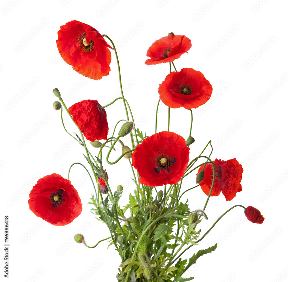 Fototapeta premium Bukiet czerwonych maków na białym tle.