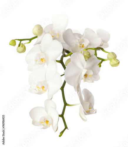 Fototapeta Naklejka Na Ścianę i Meble -  White orchid isolated on white background.