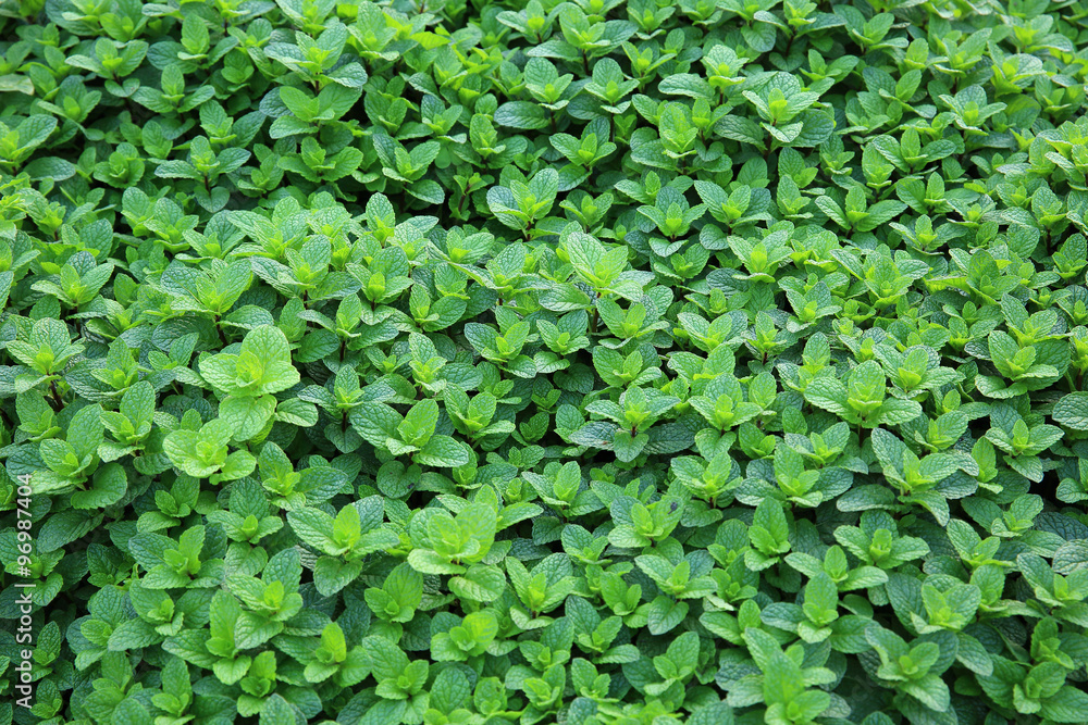 mint plant grow at vegetable garden mint plant grow at vegetable garden