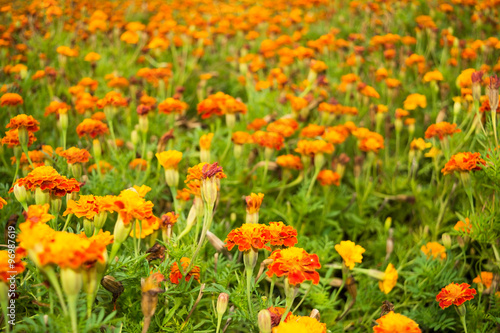Beautiful glade of orange flowers © ekaterina0290